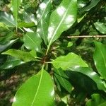 Syzygium aromaticum ᱥᱟᱠᱟᱢ