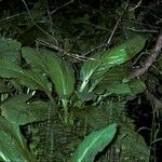 Lysichiton americanus Habitatea