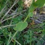 Coronilla scorpioides List