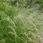 Calamagrostis canescens Blüte