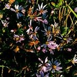 Tripolium pannonicum 花