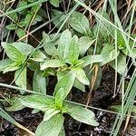 Mentha pulegiumLeaf