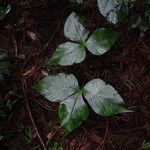 Arisaema ringens List