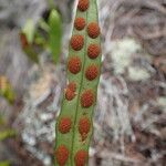 Pleopeltis macrocarpa Фрукт