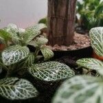 Fittonia albivenisList