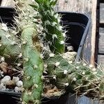 Austrocylindropuntia cylindrica Blad