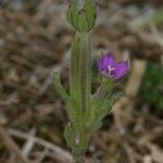 Legousia hybrida Sonstige