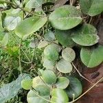 Hoya australis Hábito