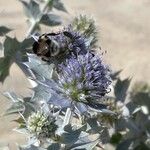 Eryngium maritimum Цвят