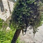 Echium parviflorum Hábito