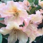 Rhododendron vernicosum Flower