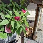 Hibiscus palustris Kvet