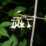 Chiococca semipilosa 花