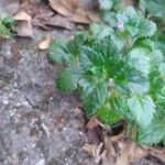 Stemodia verticillata Blatt