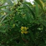 Heimia salicifolia Flor