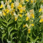 Iris bucharica Flower