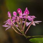 Epidendrum imatophyllum Fleur