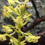 Habenaria undulata Fiore