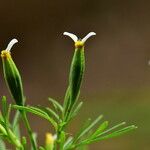 Tagetes micrantha Habit
