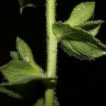 Verbascum creticum Φλοιός