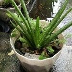 Aloe veraLeht