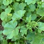 Malva nicaeensis Leaf