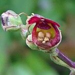 Scrophularia auriculataŽiedas