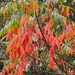 Toxicodendron succedaneum Blad