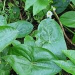 Sagittaria latifolia Lehti