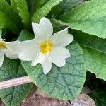 Primula vulgarisBlomst