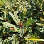 Myrica gale Leaf