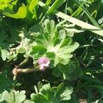 Geranium pusillumبرگ