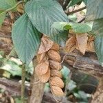 Flemingia strobilifera Fiore