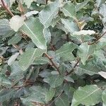 Elaeagnus macrophylla ഇല