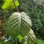 Ulmus glabra Folla