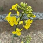 Brassica napus 花