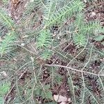 Abies cephalonica Fuelha