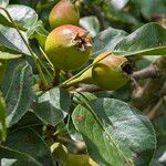 Pyrus cordata Плод