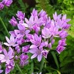 Allium unifolium Blüte