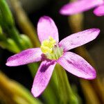 Centaurium tenuiflorum 花
