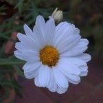 Argyranthemum frutescensफूल