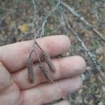 Alnus serrulata Froito