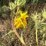 Verbesina gigantea Flower