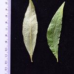 Aster albescens برگ