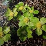 Sanicula epipactis Lehti