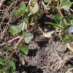 Veronica hederifolia Habit