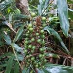 Alpinia caerulea Fruit