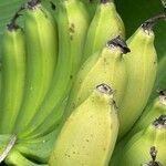 Musa acuminata Fruto