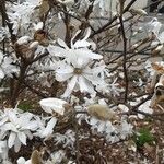 Magnolia stellataFlower