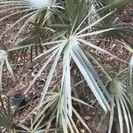 Trithrinax schizophylla